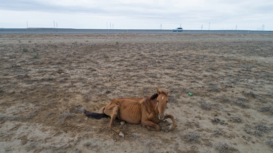 Potret Pilu Ribuan Hewan Ternak di Kazakhstan Mati Akibat Kekeringan