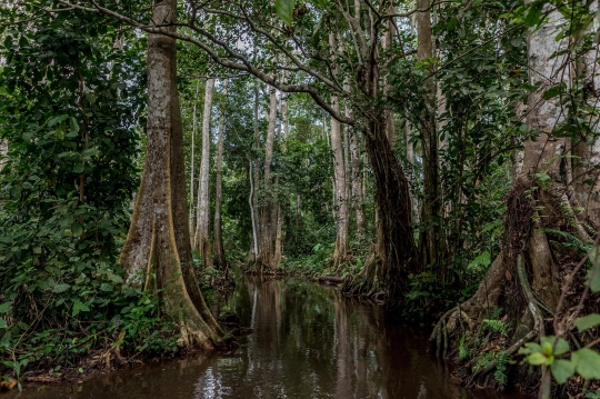 Menyusuri Hutan Rawa Langka di Afrika Barat