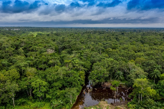 Menyusuri Hutan Rawa Langka di Afrika Barat