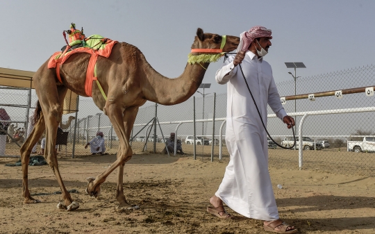 Melihat Festival Unta Putra Mahkota di Arab Saudi