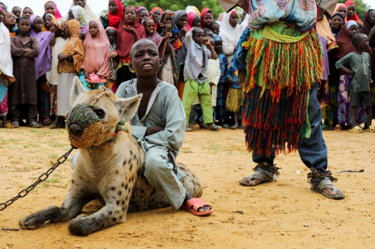 Potret Hyena, Binatang Buas yang Jadi Peliharaan di Nigeria