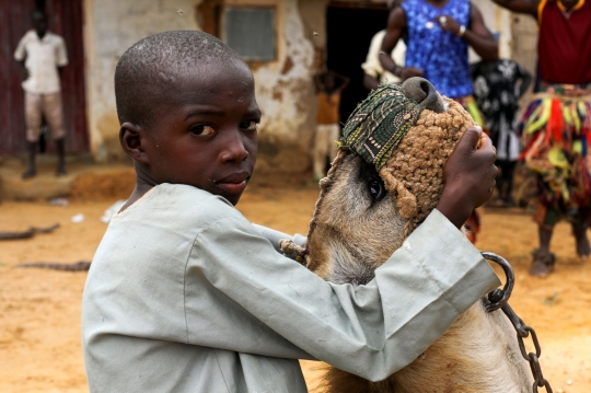 Potret Hyena, Binatang Buas yang Jadi Peliharaan di Nigeria