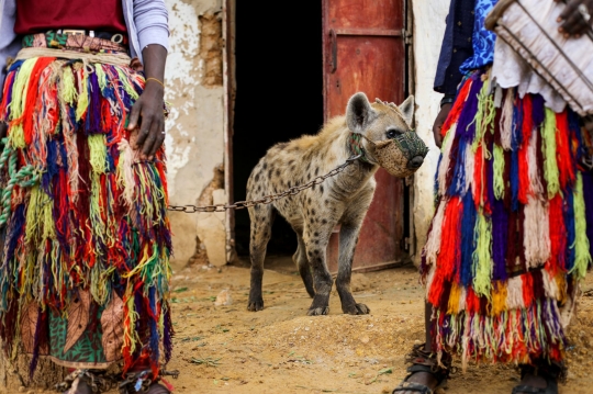 Potret Hyena, Binatang Buas yang Jadi Peliharaan di Nigeria