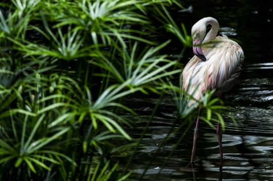 Mengintip Kehidupan Flamingo di Kowloon Park Hong Kong