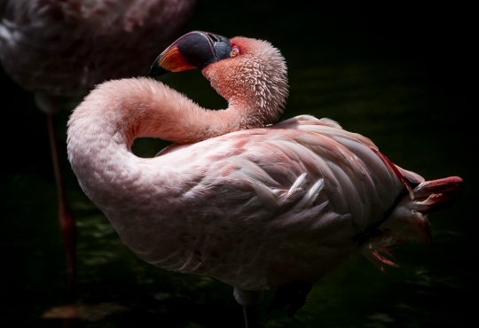 Mengintip Kehidupan Flamingo di Kowloon Park Hong Kong