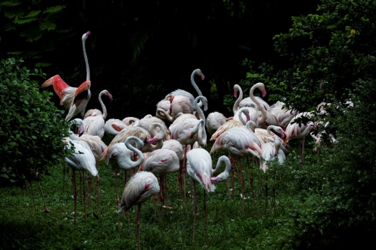 Mengintip Kehidupan Flamingo di Kowloon Park Hong Kong