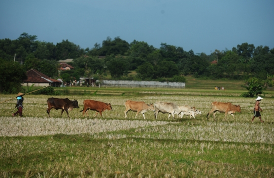 Menggembala Sapi di Desa Ridogalih