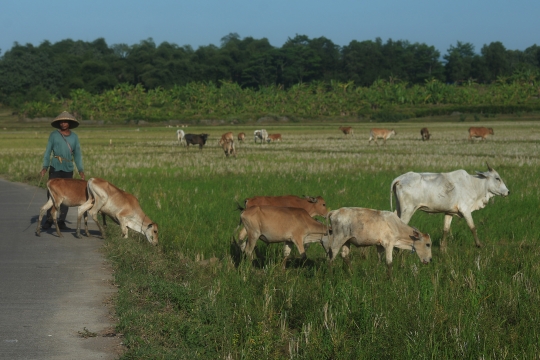 Menggembala Sapi di Desa Ridogalih