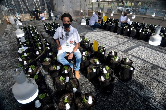 Menengok Budidaya Ganja di Brasil