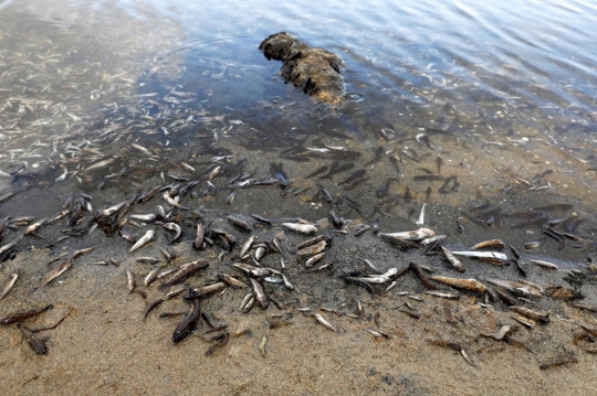 Ribuan Ikan Mati Terdampar Akibat Perubahan Iklim