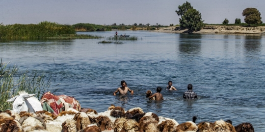 Ketika Domba-Domba Berendam di Sungai Akibat Gelombang Panas