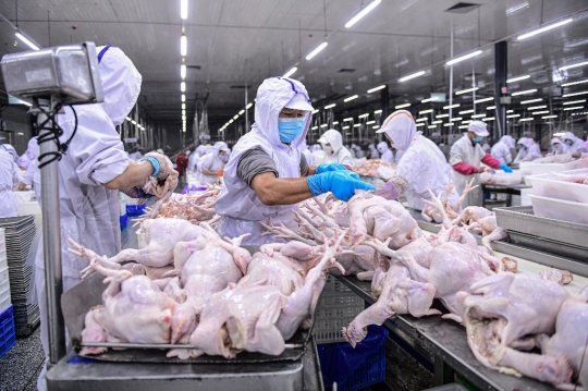Menengok Pabrik Pengolahan Daging dan Unggas di China