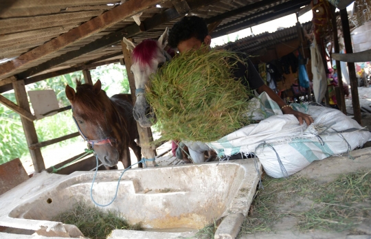 Pemeriksaan Kesehatan Kuda Delman di Masa PPKM