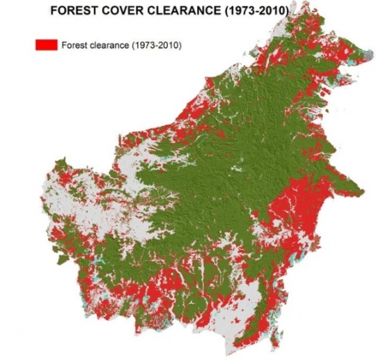 Potret Hutan & Sungai Kalimantan Awal Abad 10-20, Ada Pohon Kayu Raksasa di Belantara