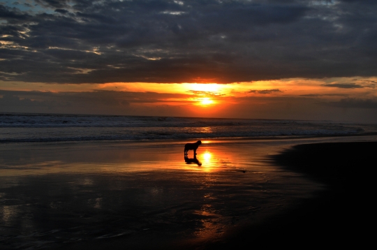 Menikmati Keindahan Pantai Pesut yang Sepi Wisatawan