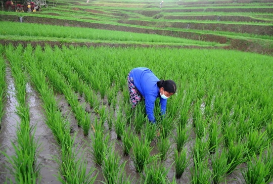 Aktivitas Petani Rawat Padi IR64 di Terasering Jatiluwih