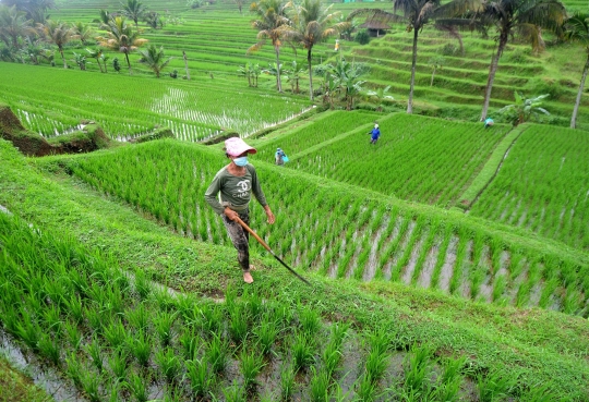 Aktivitas Petani Rawat Padi IR64 di Terasering Jatiluwih