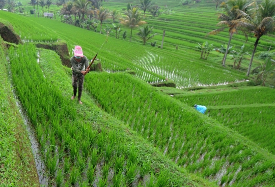 Aktivitas Petani Rawat Padi IR64 di Terasering Jatiluwih