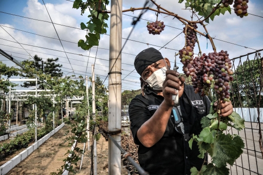 Menyulap Lahan Kosong Jadi Kebun Anggur