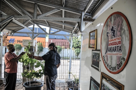 Menyulap Lahan Kosong Jadi Kebun Anggur