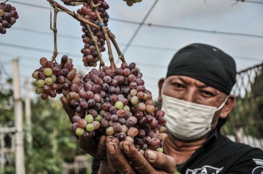 Menyulap Lahan Kosong Jadi Kebun Anggur