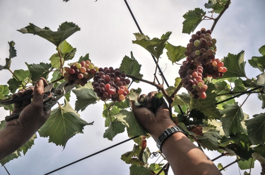 Menyulap Lahan Kosong Jadi Kebun Anggur