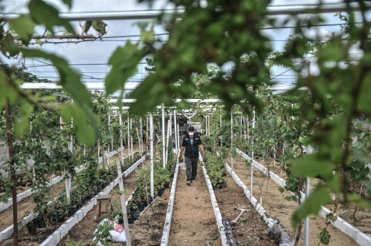 Menyulap Lahan Kosong Jadi Kebun Anggur