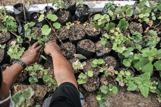 Menyulap Lahan Kosong Jadi Kebun Anggur