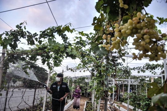 Menyulap Lahan Kosong Jadi Kebun Anggur