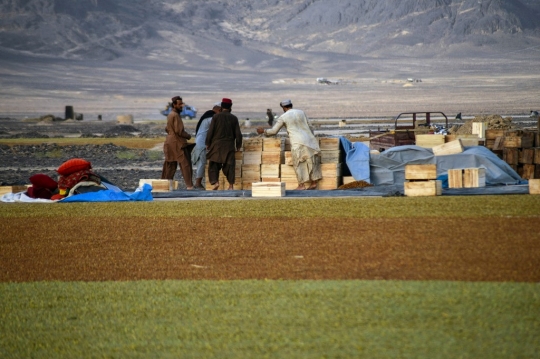 Melihat Aktivitas Petani Anggur di Afghanistan