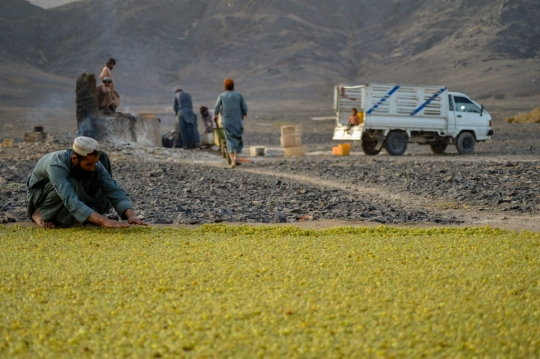 Melihat Aktivitas Petani Anggur di Afghanistan