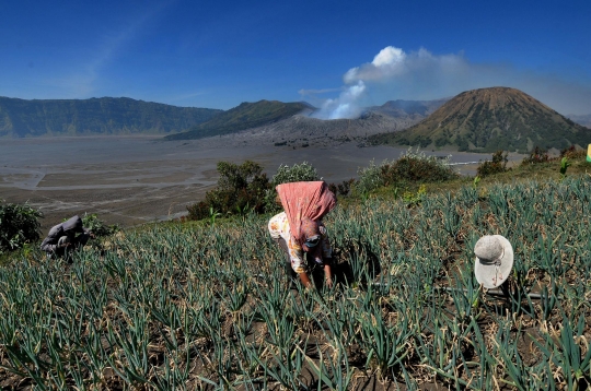 Melihat Lahan Pertanian di Kawasan Bromo yang Sepi dari Wisatawan