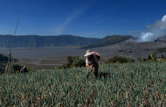 Melihat Lahan Pertanian di Kawasan Bromo yang Sepi dari Wisatawan