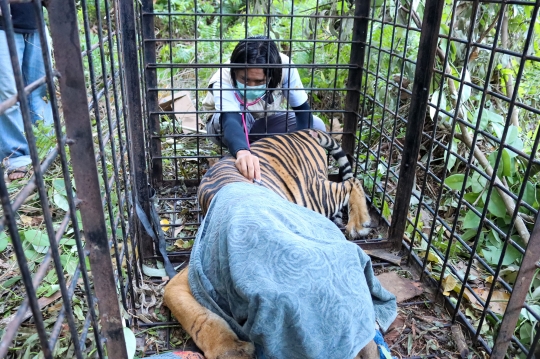 Penangkapan Harimau Sumatera di Permukiman Warga Siak