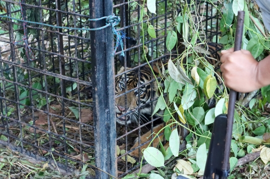 Penangkapan Harimau Sumatera di Permukiman Warga Siak