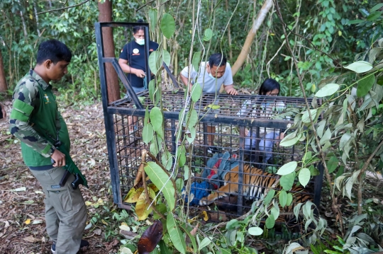 Penangkapan Harimau Sumatera di Permukiman Warga Siak