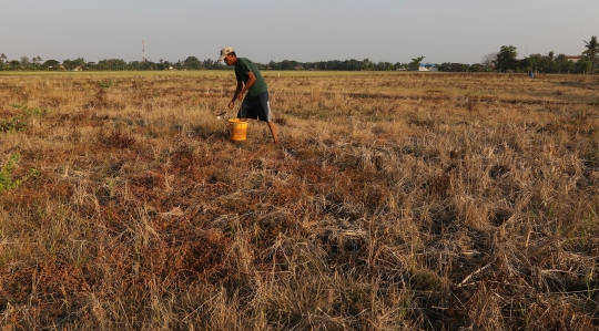 Petani Desa Sukaringin Gagal Panen Akibat Kekeringan