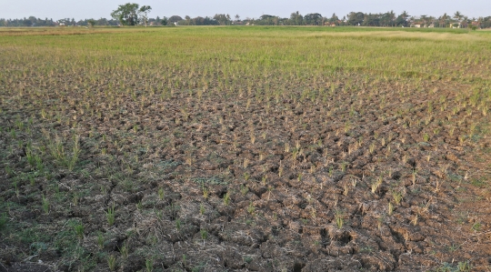 Petani Desa Sukaringin Gagal Panen Akibat Kekeringan