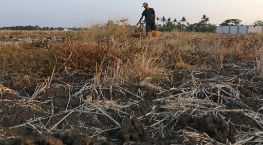 Petani Desa Sukaringin Gagal Panen Akibat Kekeringan