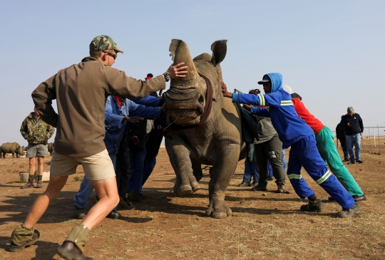 Cegah Perburuan Liar, Puluhan Cula Badak Afrika Selatan Dipotong