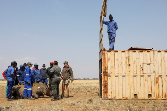 Cegah Perburuan Liar, Puluhan Cula Badak Afrika Selatan Dipotong