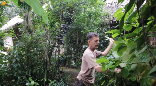 Potret Rumah Panggung Bule di Tengah Hutan unik, Kamarnya Pakai Kelambu