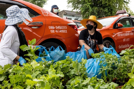 Potret Taksi-Taksi di Thailand Disulap Jadi Kebun Sayur