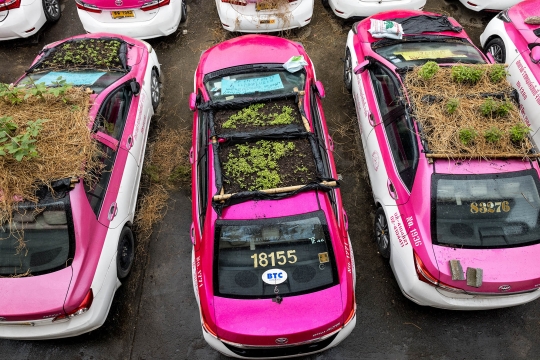 Potret Taksi-Taksi di Thailand Disulap Jadi Kebun Sayur