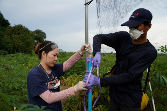 Lacak Asal Usul Corona, Peneliti Kamboja Swab Kelelawar