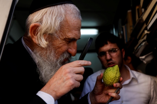 Etrog, Jeruk Israel untuk Ritual Perayaan Sukkot