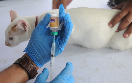 Cegah Rabies, Hewan Peliharaan Warga Disuntik Vaksin Secara Gratis