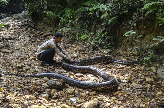 Wujud Ular Piton 9 Meter yang Dilepasliarkan di Hutan Riau