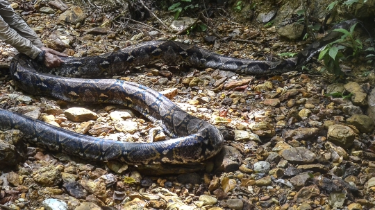 Wujud Ular Piton 9 Meter yang Dilepasliarkan di Hutan Riau