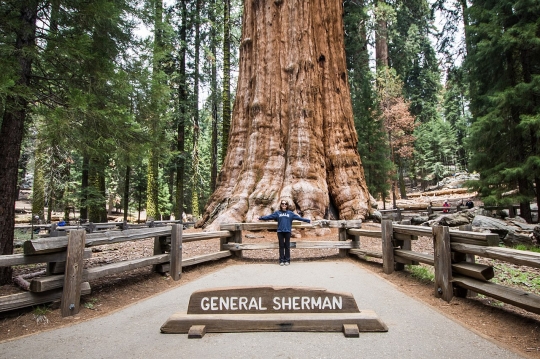 Penampakan General Sherman, Pohon Terbesar di Dunia